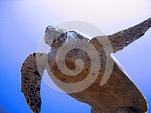 Curious hawksbill sea turtle (endangered)