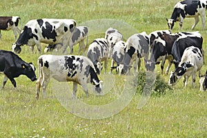 Curious heard of Black White Cows.