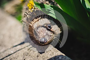 Curious hedgehog