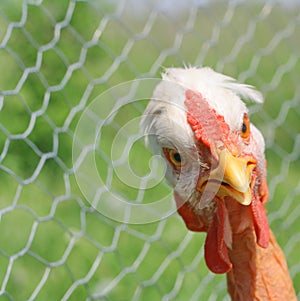 Curious hen