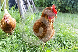 A curious hen peers into the camera very closely. Summer walk on the green grass in the domestic farm.