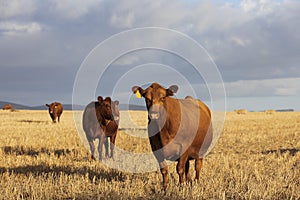 A curious herd of cows