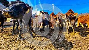 Curious herd of cows on a sunny day