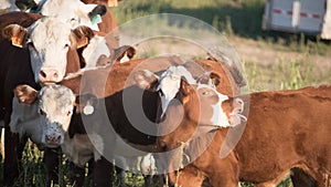 Curious Herd of Hereford Cows