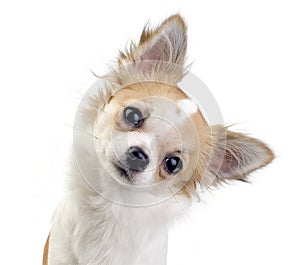 Curious Ñhihuahua puppy portrait