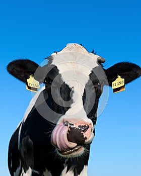 Curious Holstein cow