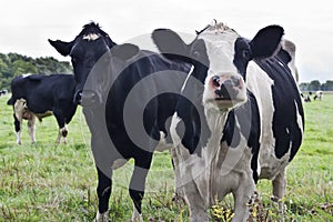 Curious Holstein cows