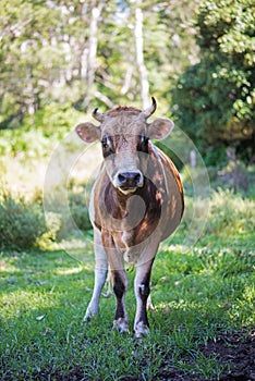 Curious horned cow checking out camera