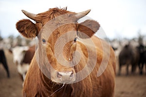 Curious horned cow face looking at camera.