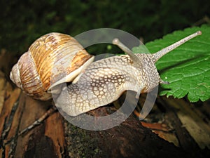 The curious horned snail crawling on a tree