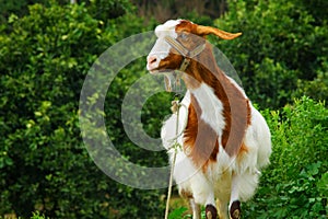 Curious hornless goat