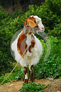 Curious hornless goat