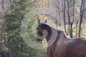 Curious horse