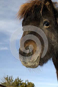 Curious horse