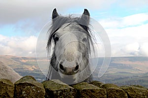 Curious horse in open fields looking directly at the camera.