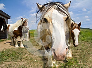 Curious Horses