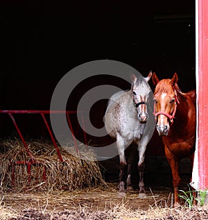 Curious Horses in Barn
