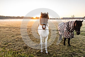 Curious horses looking around at sunrise. low hanging mist with beutiful light. wanderlust inspiration