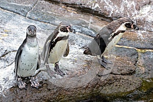 Curious Humboldt Penguins