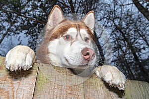 Curious husky dog climbed the fence and looks out into the street. Funny Siberian husky looks over the fence