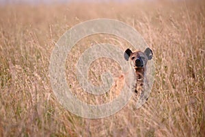 curious hyena looking out