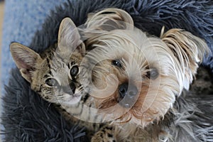 Curious image of tiny cat and lapdog sleeping together in the very same bed