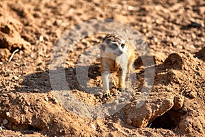 Curious and inquiring surikat or meerkat watching around