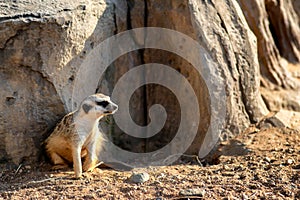 Curious and inquiring surikat or meerkat watching around