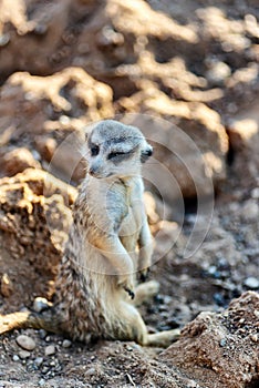 Curious and inquiring surikat or meerkat watching straight and sitting comfortably