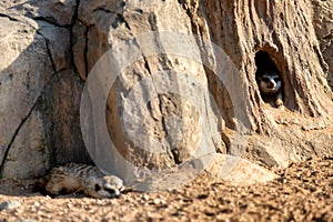 Curious and inquiring surikats or meerkats watching around hole