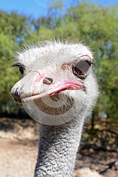 Curious, Interested Ostrich, Oudstshoorn, South Africa