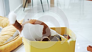 Curious Jack Russell Terrier dog rummaging through a gift box