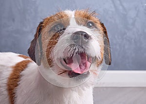 Curious Jack Russell Terrier portrait close-up on a gray background