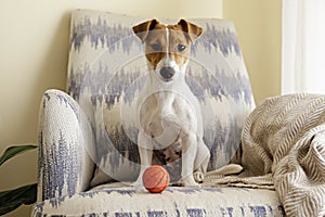 Curious Jack Russell Terrier puppy playing with favorite toy looking at the camera. Adorable doggy with folded ears and orange