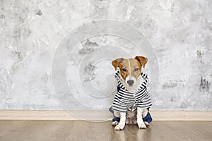 Curious Jack Russell Terrier puppy wearing a dog jumpsuit looking at the camera. Adorable doggy with folded ears at home with
