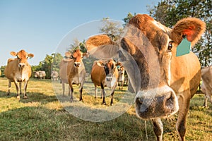 Curious Jersey Cow