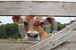 Curious Jersey cow looks through the fence