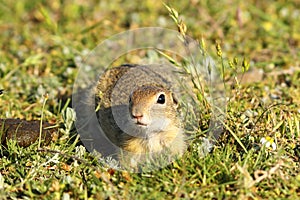 Curious juvenile ground squirrel