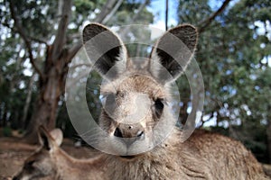 Curious kangaroo