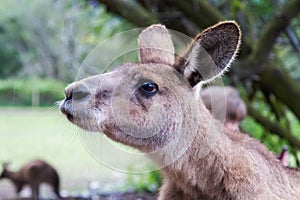 Curious kangaroo