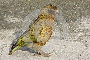 Curious Kea bird
