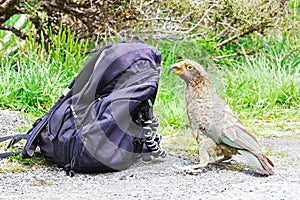 Curious Kea Parrot investigating Backpack