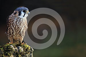 Curious Kestrel