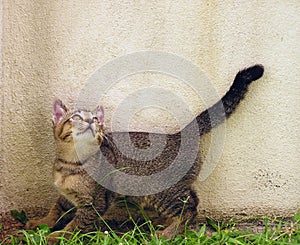Curious kitten photo