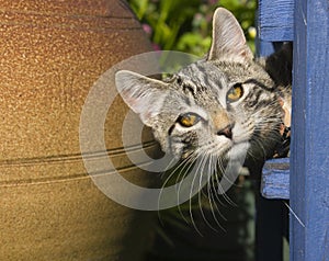 Curious kitten