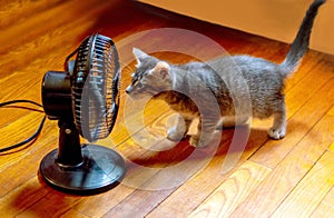 Curious kitten discovers  a fan