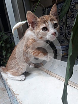 Curious kitten looking for something photo