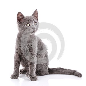Curious kitten looks to the side. Isolated on a white background