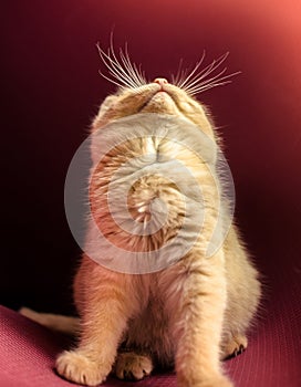 A curious kitten looks up and only a nose and a luminous antennae are visible, a funny photo on a simple red background