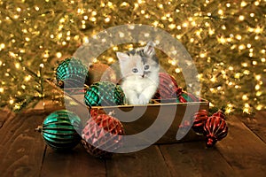 Curious Kitten in an Ornament Box For Christmas